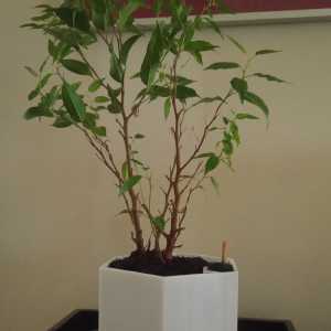 hydroponic_pot