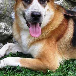 dogpic01