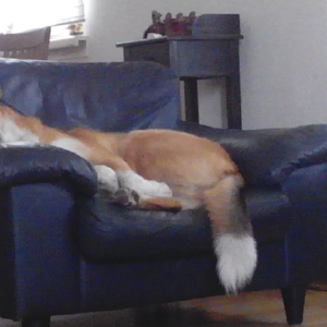 dogpic02