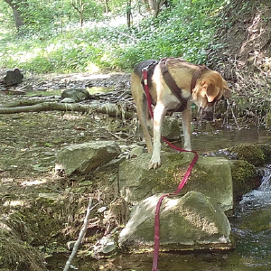 dogpic03