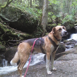 dogpic04