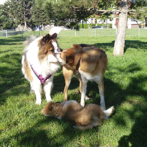 dogpic10