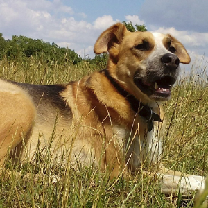 dogpic12