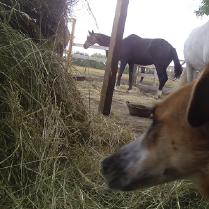 dogpic15