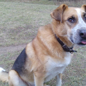 dogpic17