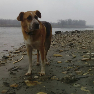 dogpic19