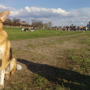 dogpic20