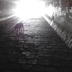 dogpic22