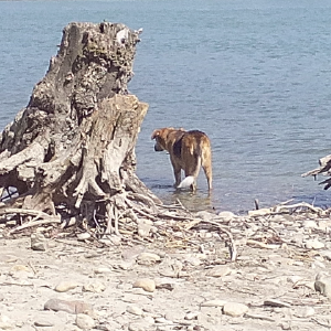 dogpic23