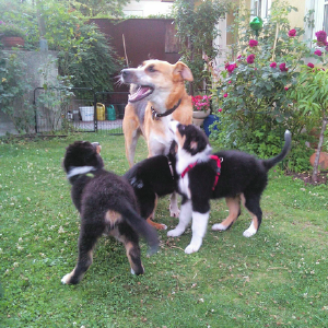 dogpic30