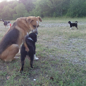 dogpic311
