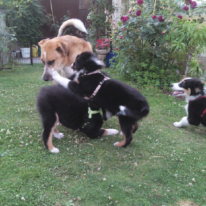 dogpic31