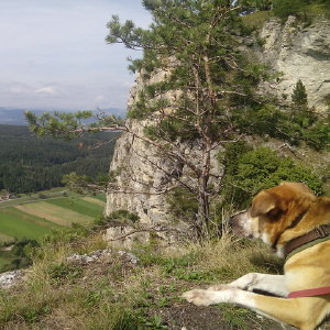 dogpic35