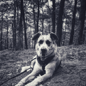 dogpic37