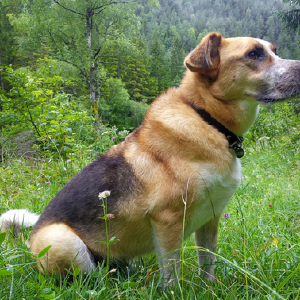 dogpic38