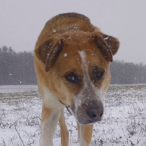 dogpic39