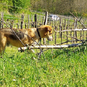 dogpic40