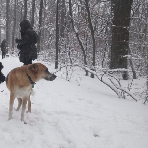 dogpic41