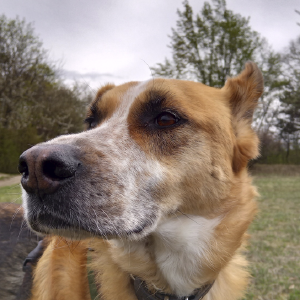 dogpic42