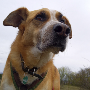 dogpic43