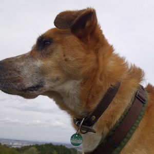 dogpic44