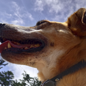 dogpic45