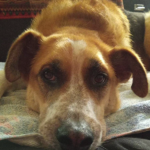 dogpic46