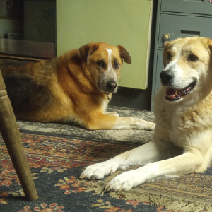 dogpic48