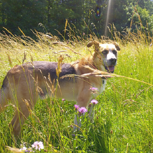 dogpic49