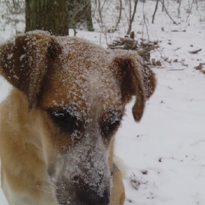 dogpic4