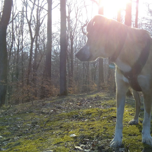 dogpic5