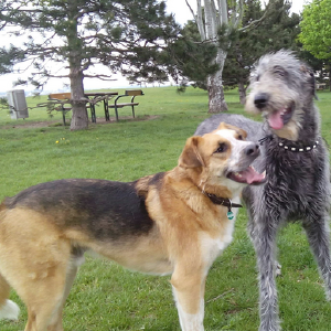 dogpic6