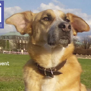 dogpic810