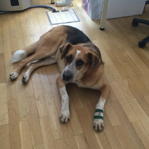 dogpic811