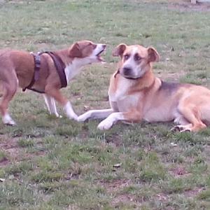dogpic8